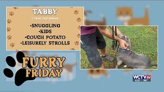 Furry Friday: Meet Tabby