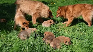 Мамки-няньки карело-финских щенков! :: The babysitters for Finnish Spitz pups!