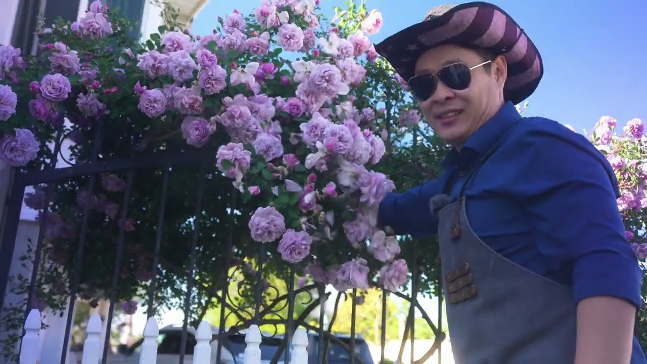 将要和龙沙宝石一样爆火的两个品种！园艺篇733