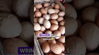 The Truth Behind Speckled Eggs 🥚 (What Your Eggs Say About Chicken Health)