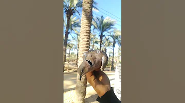 طائر اليمام 
