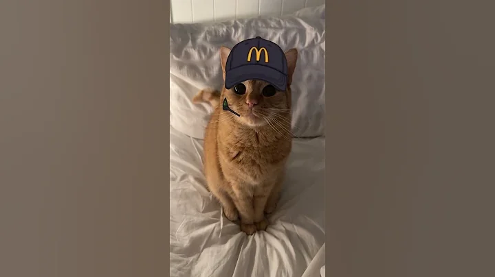 Video 11097031: pets talking, laugh cats funny animal, funny animals funniest cats