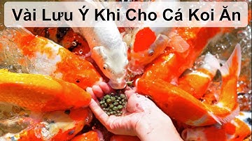 Vài Lưu Ý Khi Cho Cá Koi Ăn Để Tăng Body Nhanh Và Lên Màu Đẹp #hocakoi #cakoi #vicakoi