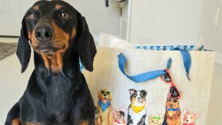 SURPRISING HEIDI | DACHSHUND VLOG