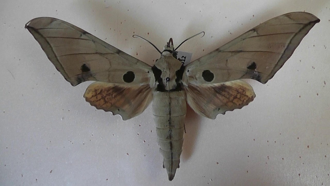 БРАЖНИКИ: 713. Ambulyx obliterata