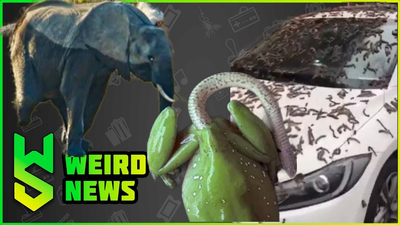 Weird News (Live!) | THREE-LEGGED ELEPHANT, IT'S RAINING WORMS, FROG ...