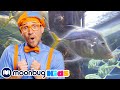 BLIPPI Visita um Aquário (Aquário da Flórida)! | Vídeos Educativos | Vídeos para Crianças