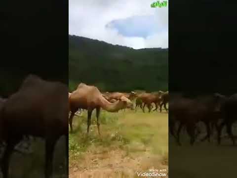 قصيدة رائعة يالغافل شوف الدنيا شحال من جيل داتو و اخرها مبان لا تفوتكم