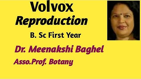 Volvox -Reproduction