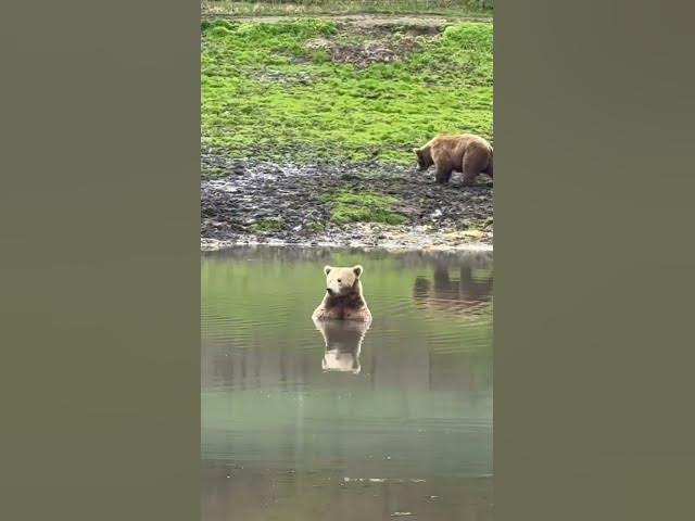 Brown Bear hanging in the lake #chill #bear