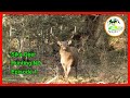 Sika Deer Hunting NZ - EP 1