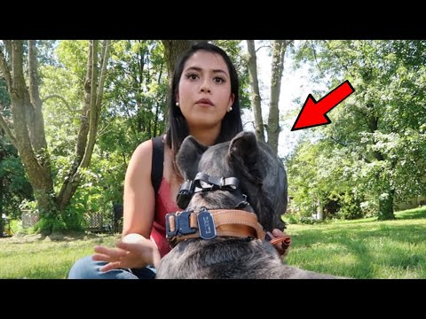 Video: Juli såg en stor spik i hundmatens påminnelser. Här är vad du behöver veta