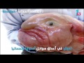 أغرب أنواع الأسماك في العالم 