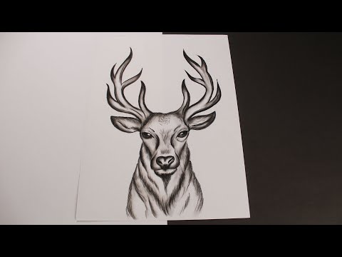 how to draw a deer head easy for beginners