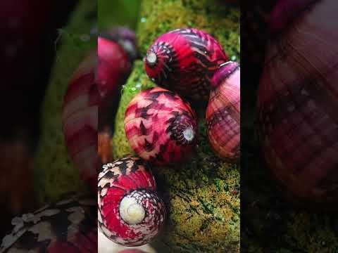 Beautiful snails from the Genus Vittina for your Aquarium.. #aquariumfish #aquascape #aquarium