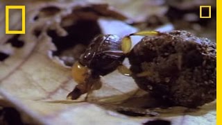 Dung Beetles | National Geographic