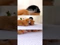 FunCatyBaby - Tiny Kittens Nap Teamwork