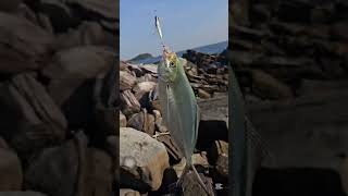 Fishing the sea fish 🎣 Lovely time