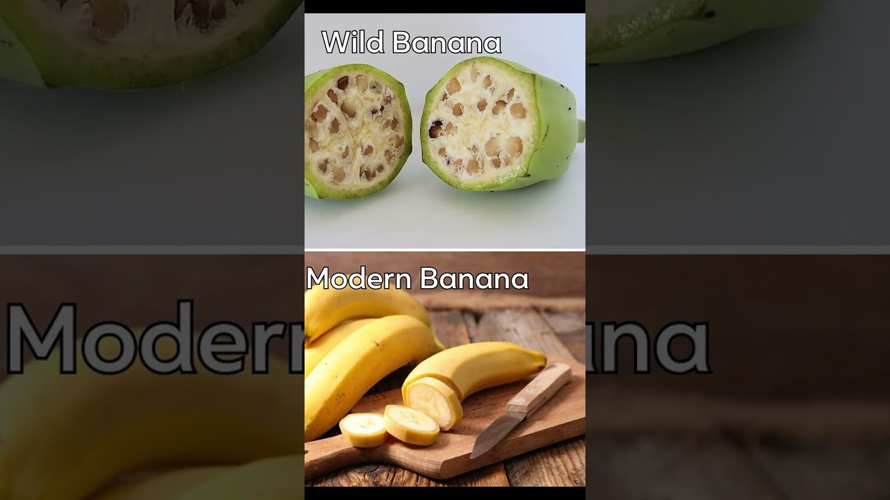 Top 5 Foods That Looked Totally Different Facts Fruits Fyp Trendingshorts
