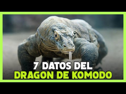 Video: Lagartos de Komodo: descripción y foto
