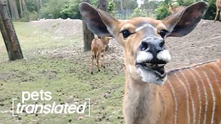 100th Episode Celebration | Pets Translated