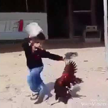Orang takut sama ayam