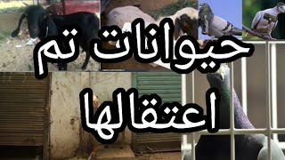 من أخطر الحيوانات في العالم تشكل خطرا على البشريه هههه حيوانات تم اعتقالها معاحقائق غريبه وعجيبه