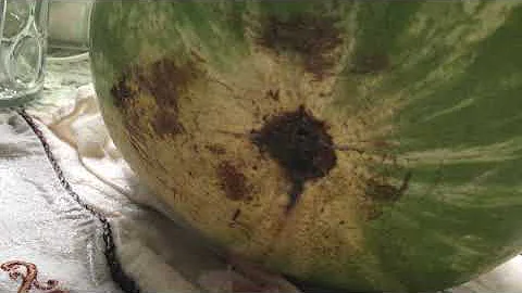 Farting Watermelon 8/17/2020