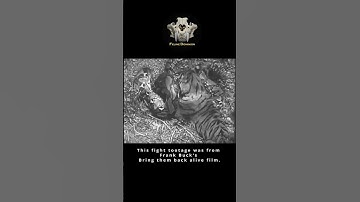 Tiger vs Reticulated Python | Real Fight Scene from Frank Buck Film  #bigcats #tigervspython