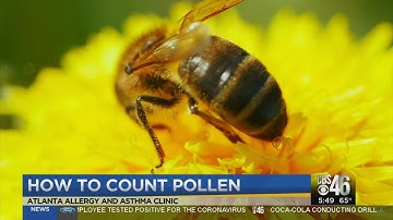 How is pollen count measured?