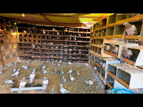 جوله في مزرعة صديقي نواف دجاج حمام بط رومي