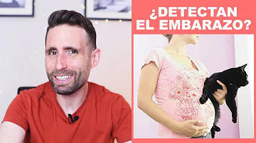 ¿Puede un gato saber si estás embarazada?