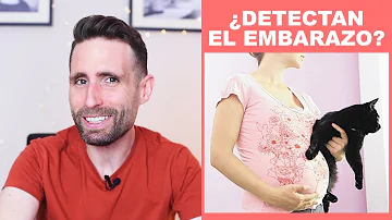 ¿Sabe mi gata que estoy embarazada?