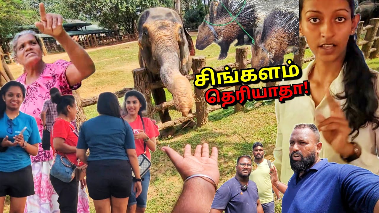 ஏன் இப்படி நடக்குது!😴 யாழ்ப்பாணம் என்றால் All Ceylon Tuk Tuk Travel | Tamil Vlogs | Alasteen Rock
