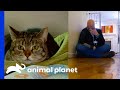 Jackson Is Not Sure If This Cat Can Learn To Live With Humans | My Cat From Hell