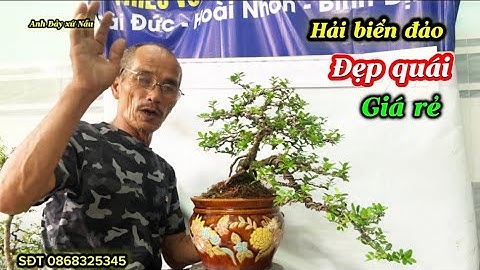 Bonsai siêu rẻ -Hải châu, sam, duối-200k,300k đến 3 triệu 