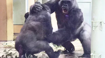 両手にはゴリラ