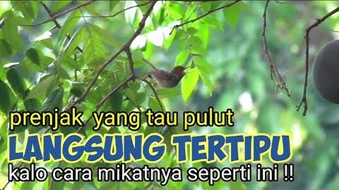 Ngeprank  Burung Prenjak Yang Tau Pulut