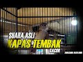 SUARA ASLI KAPAS TEMBAK GACOR