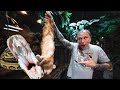 FEEDING ALL MY ANIMALS AT MY REPTILE ZOO IN ONE VIDEO!! | BRIAN BARCZYK