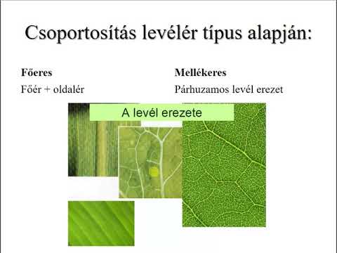 Videó: A növény leveleinek alakja