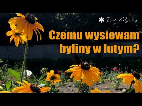 Wideo: Rośliny Dierama: Informacje na temat pielęgnacji roślin Wandflower