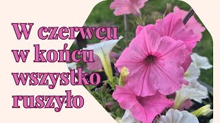 Jak zaczął się czerwiec w ogrodzie * 4 nowe rośliny z Allegro * nowe nawozy do ogrodu * spacer