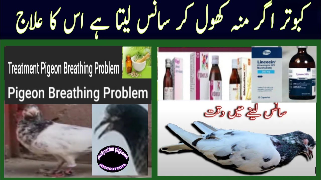 Pigeons Breathing Problem & Treatment. YouTube