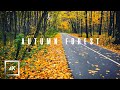 Moscow Walks Binuar Forest Izmailovo ASMR Nature sound