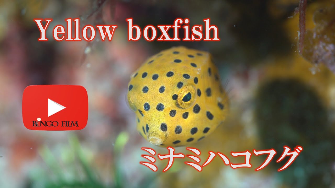 かわいい おとぼけ ミナミハコフグ 幼魚 Yellow Boxfish Ostracioncubicus Youtube