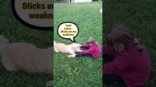 Kulfi carries unmatched stubbornness | Golden Retriever #goldenretriever #stubbornness #poland