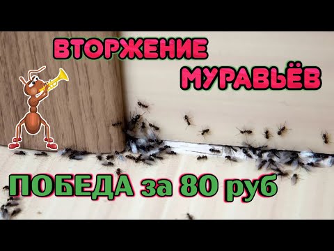 Муравьи в Доме Как Избавиться в Домашних Условиях \\ Лучшее Средство от Муравьев в ДОМЕ