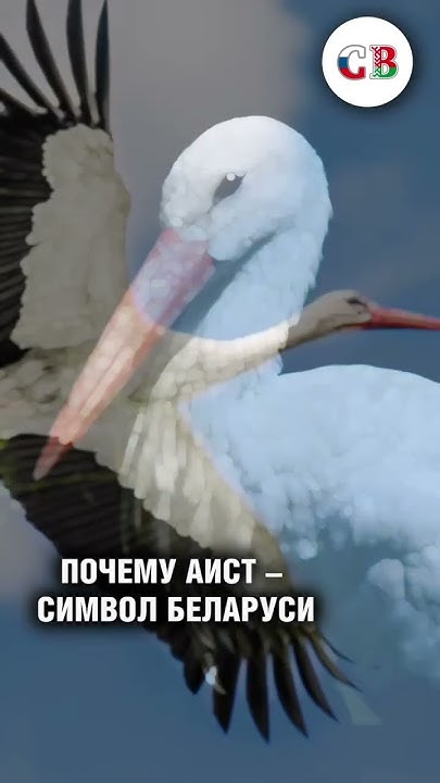 🧐 ПОЧЕМУ АИСТ - СИМВОЛ БЕЛАРУСИ!!! #shorts #беларусь #аисты #птицы ...