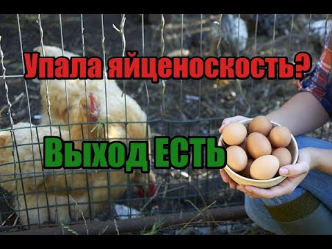 Купили кур🐓 а они не несутся? Как заставить молодых кур🐥 нестись! Выход есть главное не ленится!
